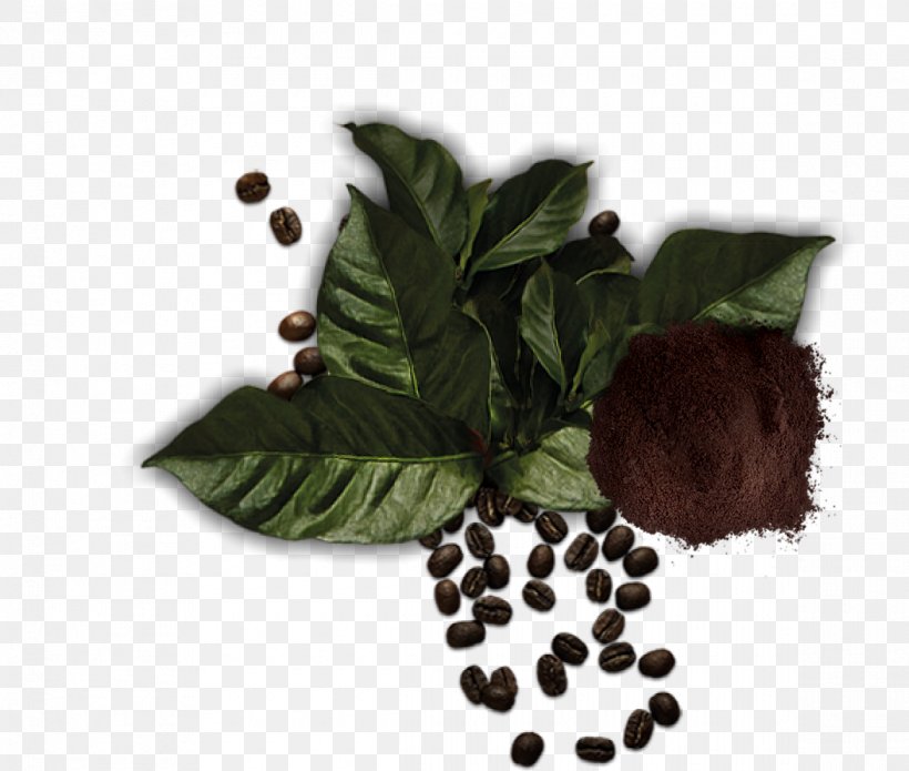 Herbalism Superfood Tree, PNG, 1170x993px, Herbalism, Leaf, Plant, Superfood, Tree Download Free