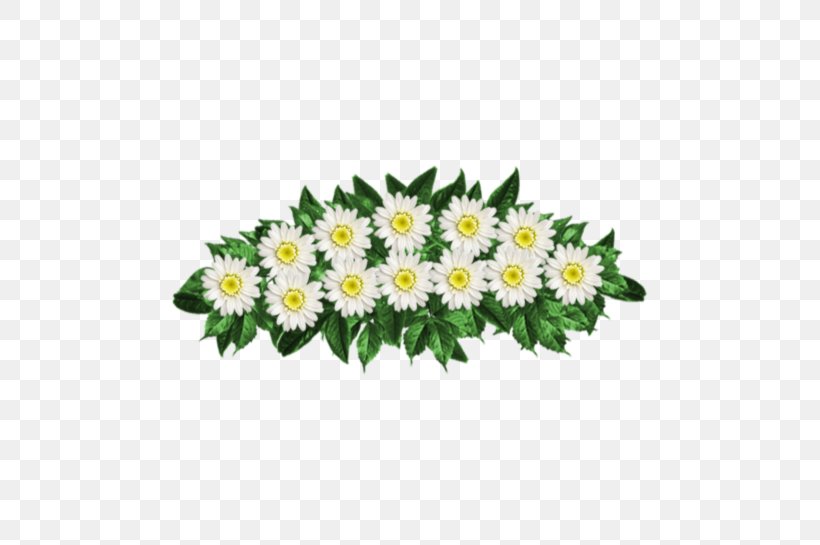 Common Daisy Chrysanthemum Oxeye Daisy Aster Cut Flowers, PNG, 523x545px, Common Daisy, Aster, Chrysanthemum, Chrysanths, Cut Flowers Download Free