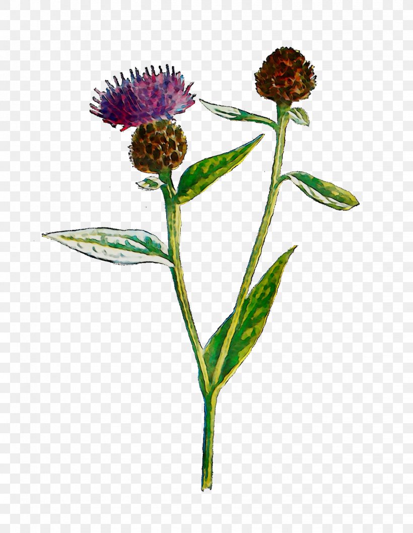 Trifolieae Greater Burdock Plant Stem Plants, PNG, 1439x1858px, Trifolieae, Burdock, Flower, Flowering Plant, Greater Burdock Download Free