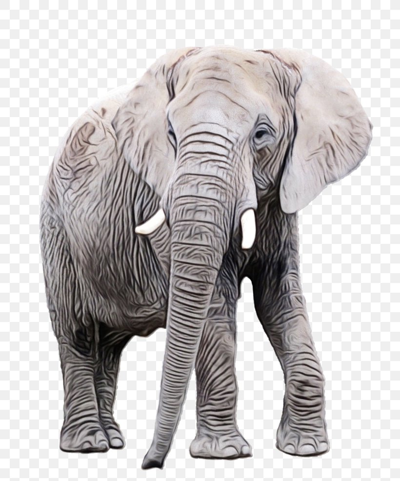 African Bush Elephant Stock Photography Clip Art, PNG, 811x986px, Elephant, African Bush Elephant, African Elephant, Animal, Animal Figure Download Free