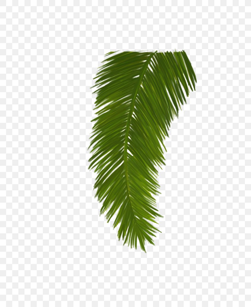 Asian Palmyra Palm Palm Trees Leaf Plants Plant Stem, PNG, 625x1000px, Asian Palmyra Palm, Arecales, Attalea, Borassus, Branch Download Free