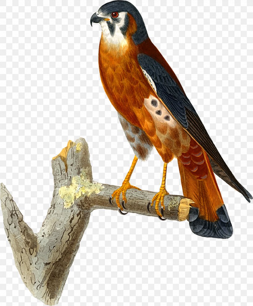 Clip Art Hawk Falcon Openclipart American Kestrel, PNG, 1963x2377px, Hawk, Accipitriformes, American Kestrel, Beak, Bird Download Free