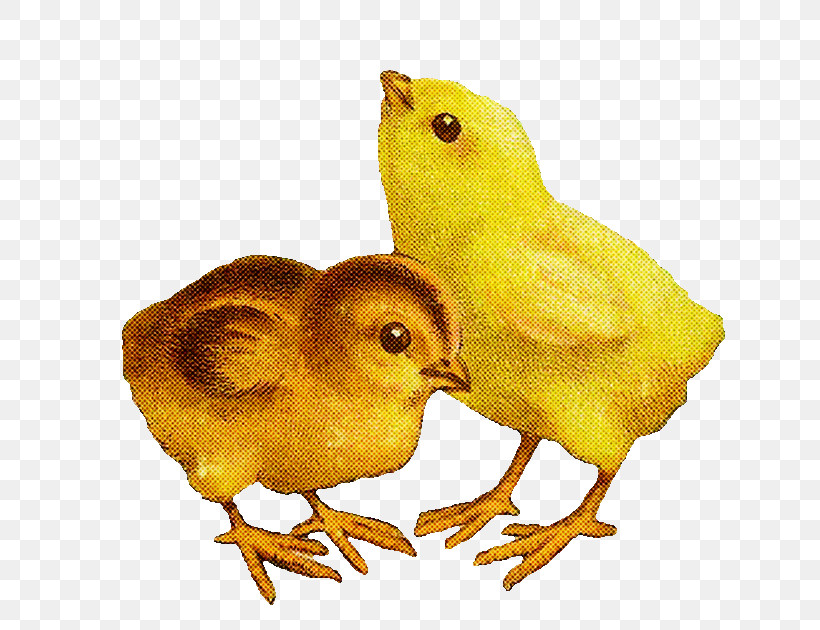 Bird Chicken Atlantic Canary Yellow Canary, PNG, 741x630px, Bird, Atlantic Canary, Beak, Canary, Chicken Download Free