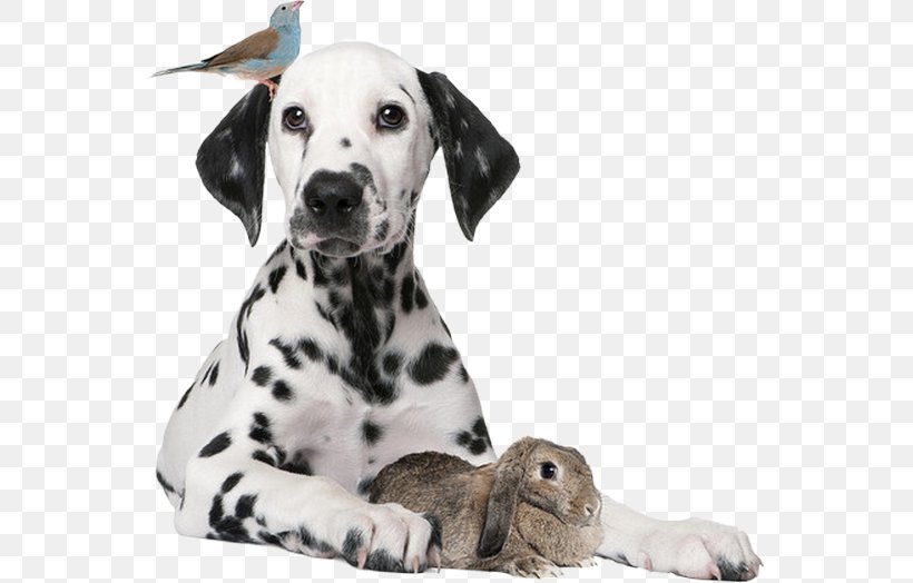 Dog Puppy European Rabbit Pet, PNG, 555x524px, Dog, Carnivoran, Child, Companion Dog, Dalmatian Download Free