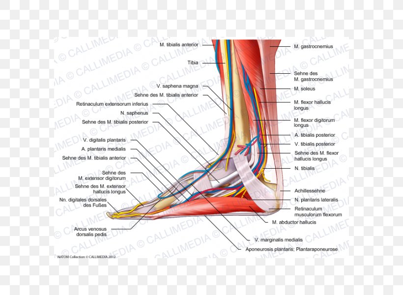 Muscle Nerve Muscular System Foot Human Anatomy, PNG, 600x600px, Watercolor, Cartoon, Flower, Frame, Heart Download Free