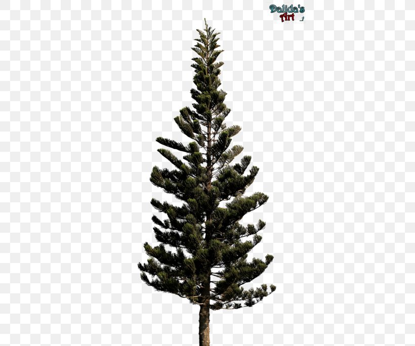 Christmas Tree Blue Spruce Pine Noble Fir, PNG, 400x684px, Christmas Tree, Blue, Blue Spruce, Branch, Christmas Download Free