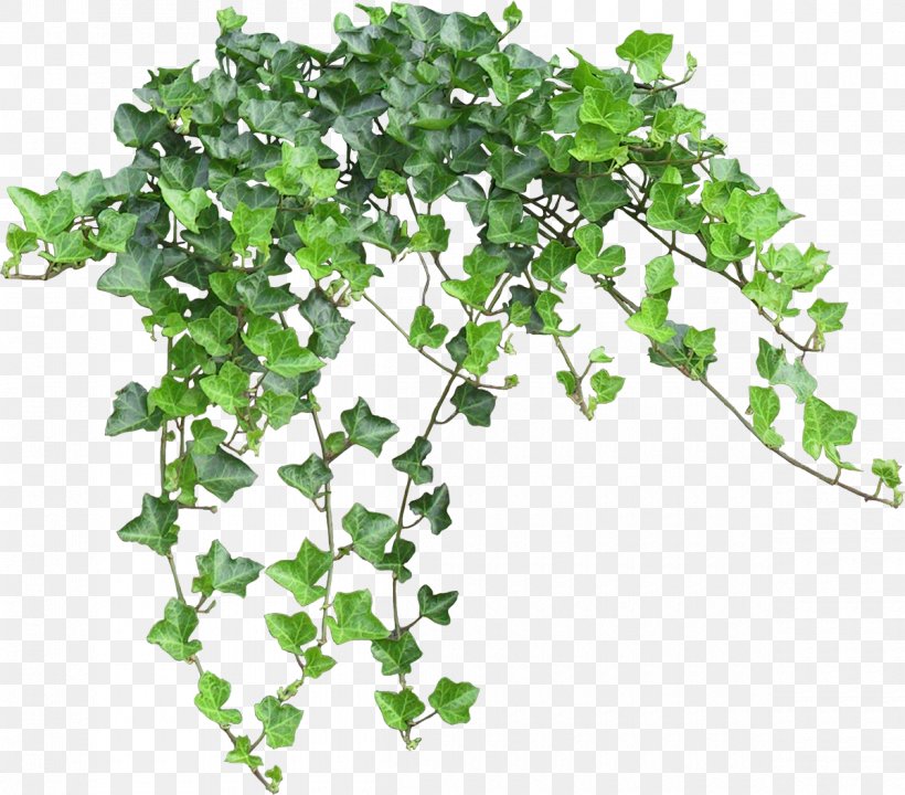 Computer Graphics Chart Clip Art, PNG, 1200x1055px, Computer Graphics, Branch, Chart, Grass, Ivy Download Free