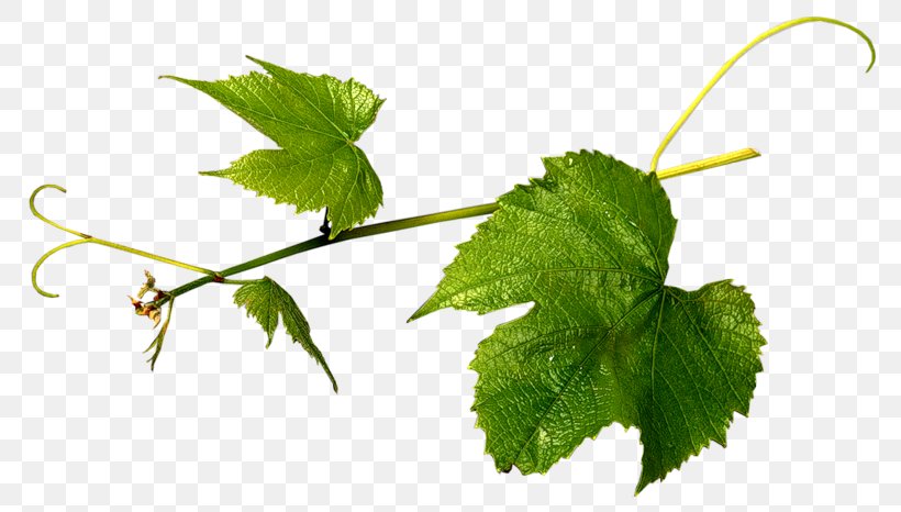 Grapevines Grape Leaves Herbalism Leaf, PNG, 800x466px, Grapevines, Branch, Grape Leaves, Grapevine Family, Herb Download Free