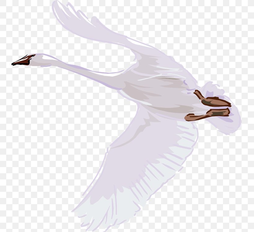 Mute Swan Bird Cygnini Trumpeter Swan Duck, PNG, 745x750px, Mute Swan, Anatidae, Animation, Beak, Bird Download Free
