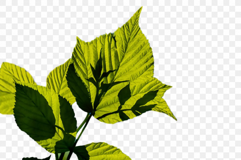 Plant Stem Leaf Herb Plants Science, PNG, 1920x1280px, Watercolor, Biology, Herb, Leaf, Paint Download Free
