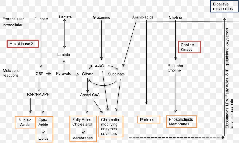 UC San Diego School Of Medicine Research Medical School Flowchart, PNG, 1434x858px, Uc San Diego School Of Medicine, Area, Chart, Diagram, Document Download Free