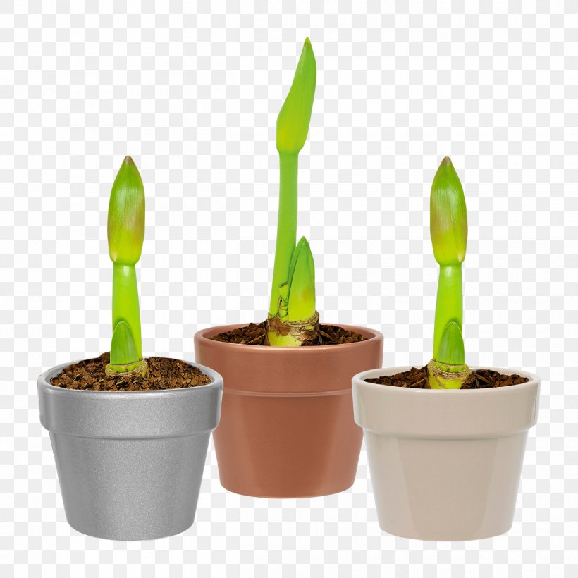 Aldi Plant Garden Flowerpot Discount Shop, PNG, 1250x1250px, Aldi, Amaryllis, Bedroom, Blume, Discount Shop Download Free