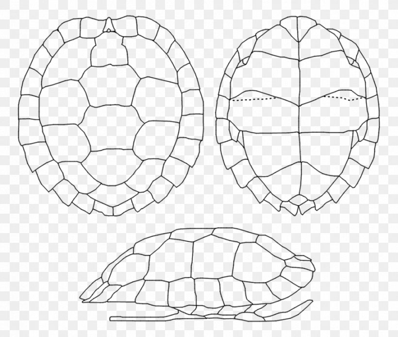 Asian Leaf Turtle Turtle Shell Carapace Coiraza, PNG, 907x768px, Turtle, Area, Asian Box Turtle, Asian Leaf Turtle, Ball Download Free