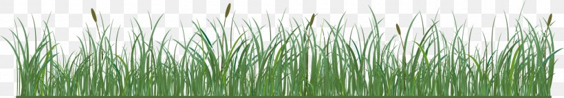 Royalty-free Vetiver Illustration, PNG, 2000x351px, Royaltyfree, Chrysopogon, Chrysopogon Zizanioides, Commodity, Display Resolution Download Free