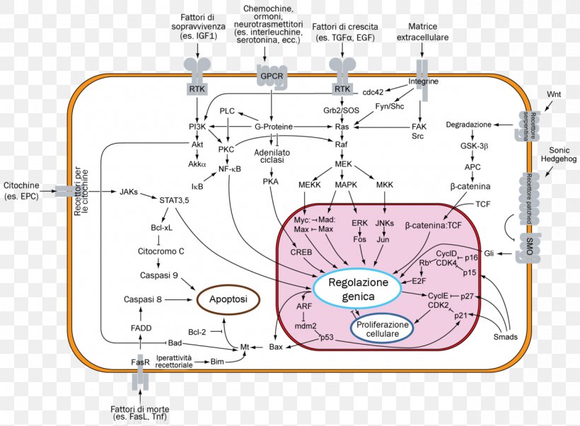 Signal Transduction Apoptosis Cell Signaling Mdm2, PNG, 1280x940px, Watercolor, Cartoon, Flower, Frame, Heart Download Free