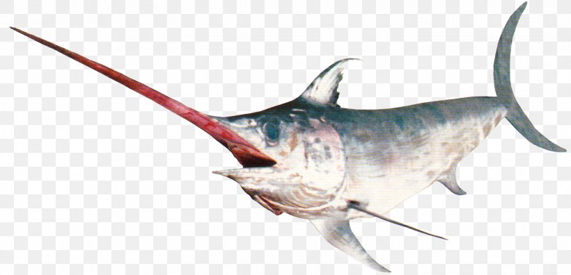 Swordfish Marlin Bigeye Tuna Monmifish S.A., PNG, 1422x688px, Swordfish, Atlantic Blue Marlin, Bigeye Tuna, Black Marlin, Bonyfish Download Free