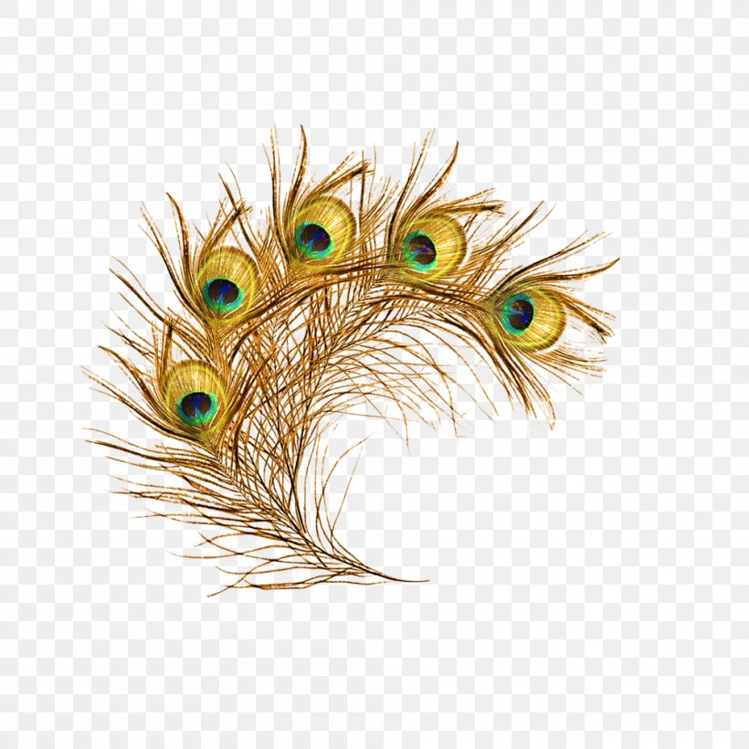 The Floating Feather Peafowl, PNG, 1000x1000px, Floating Feather, Feather, Gold, Material, Peafowl Download Free