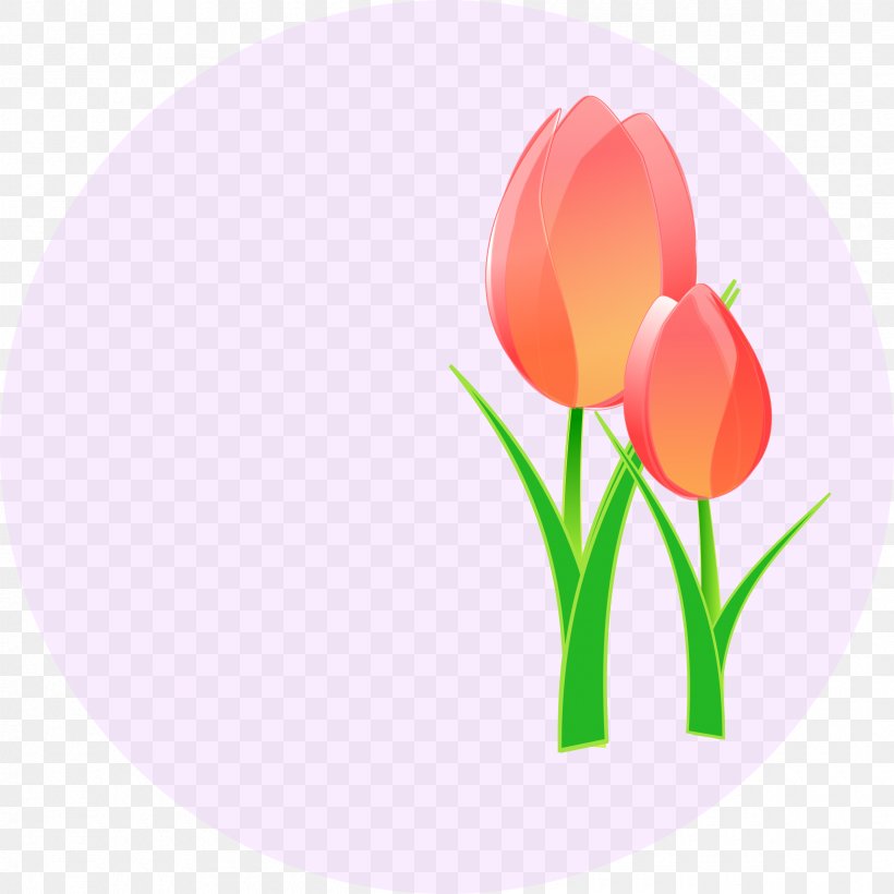 Tulip Flower Clip Art, PNG, 2400x2400px, Tulip, Flower, Flowering Plant, Lily Family, Petal Download Free