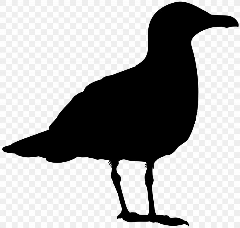 Beak Clip Art Fauna Silhouette, PNG, 3500x3336px, Beak, American Crow, Bird, Crow, Crowlike Bird Download Free