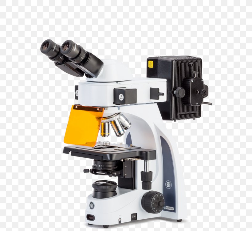 Fluorescence Microscope Stereo Microscope Petrographic Microscope, PNG, 563x750px, Microscope, Biology, Eyepiece, Fluorescence, Fluorescence Microscope Download Free
