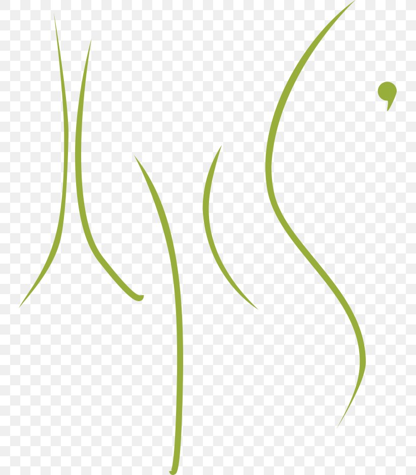 Leaf Plant Stem Flower Angle Font, PNG, 745x937px, Leaf, Botany, Flower, Grass, Grass Family Download Free