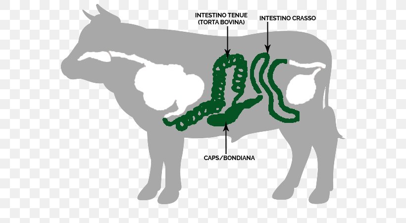 Cattle Horse Gastrointestinal Tract Small Intestine Large Intestine, PNG, 600x450px, Cattle, Art, Beef, Cartoon, Cattle Like Mammal Download Free