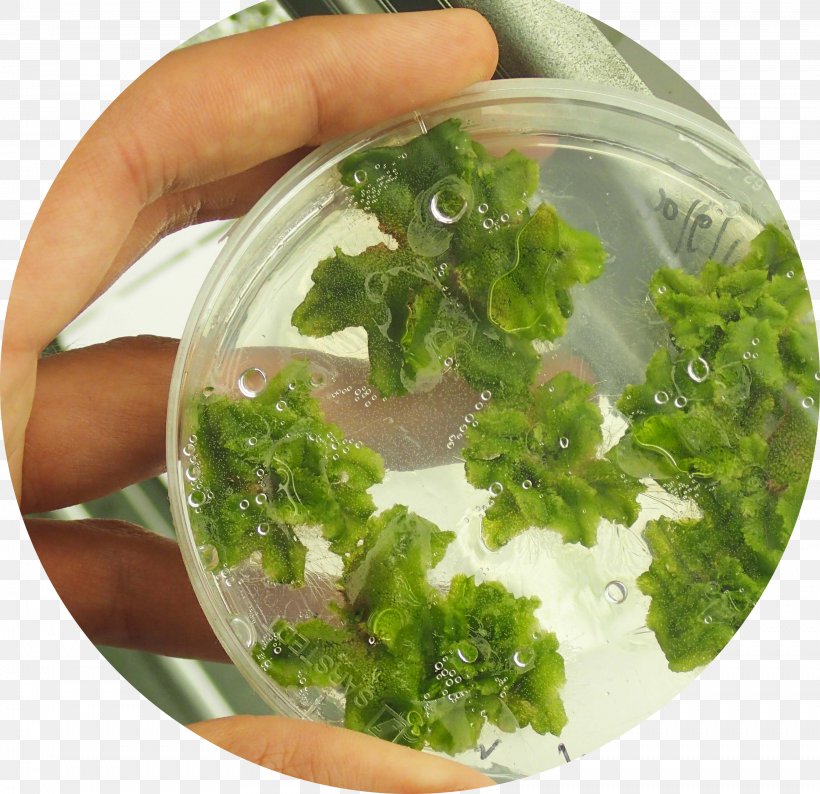Marchantia Polymorpha Liverworts Agar Plate Petri Dishes, PNG, 3444x3336px, Liverworts, Agar, Agar Plate, Dish, Embryophyta Download Free