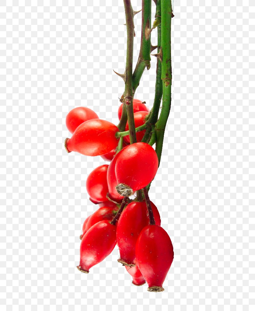 Rose Hip Seed Oil Bush Tomato Organic Food, PNG, 743x1000px, 100 Pure, Rose Hip, Aquifoliales, Berry, Branch Download Free