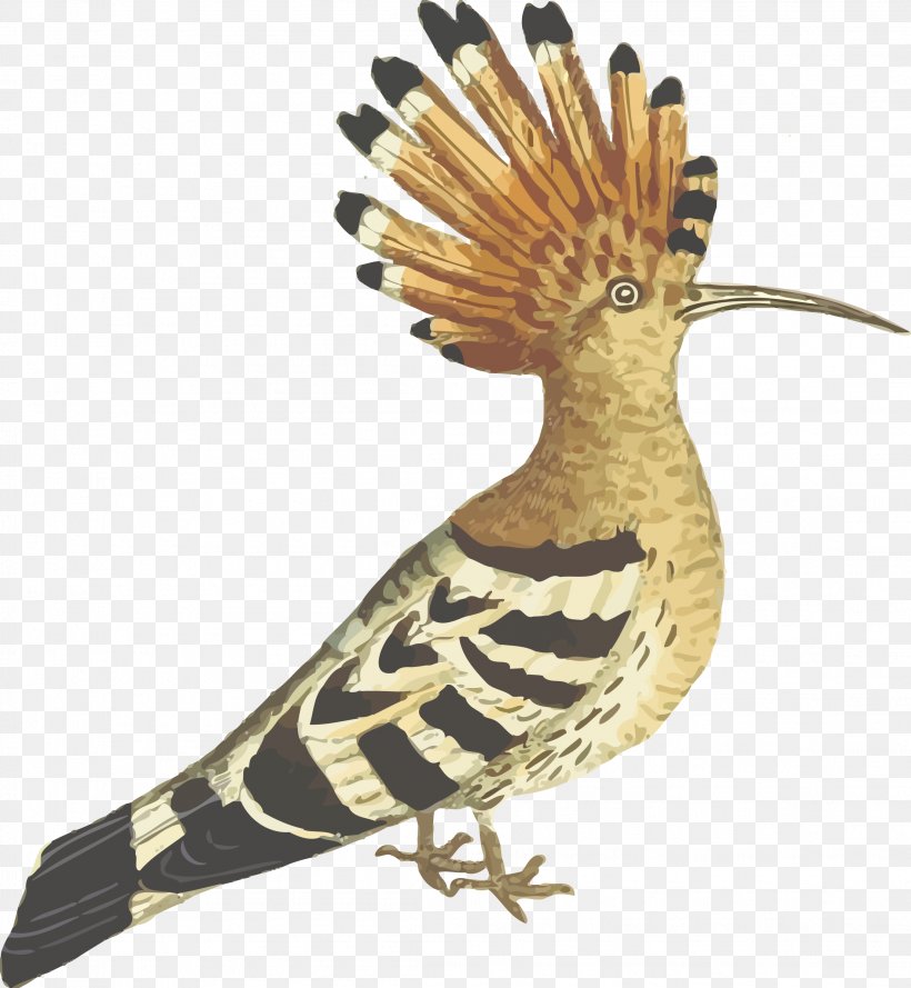 Bird Hoopoe Clip Art, PNG, 2212x2400px, Bird, Beak, Cuculiformes, Drawing, Fauna Download Free