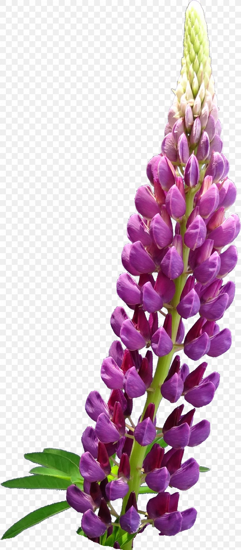 English Lavender Flower Plant Lupinus Mutabilis, PNG, 1444x3293px, English Lavender, Cut Flowers, Flower, Flowering Plant, Lavender Download Free