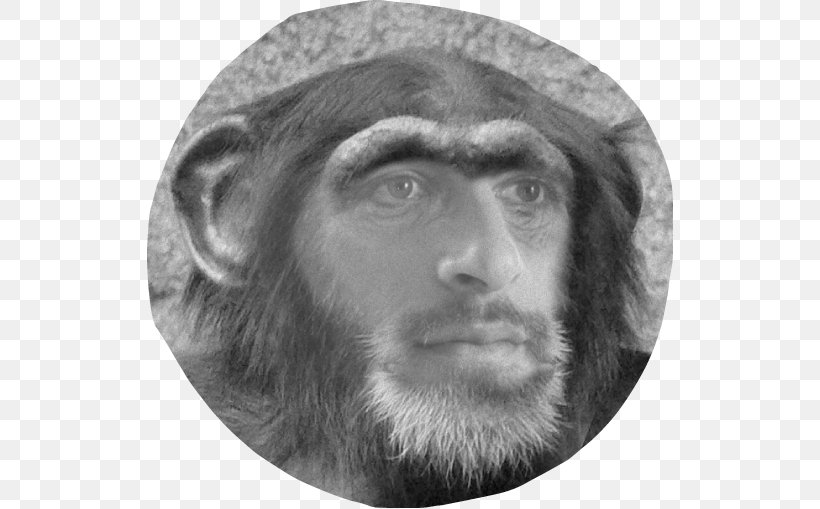 Gorilla Primate Homo Sapiens Orangutan Alpha, PNG, 526x509px, Gorilla, Alpha, Animal, Ape, Beard Download Free
