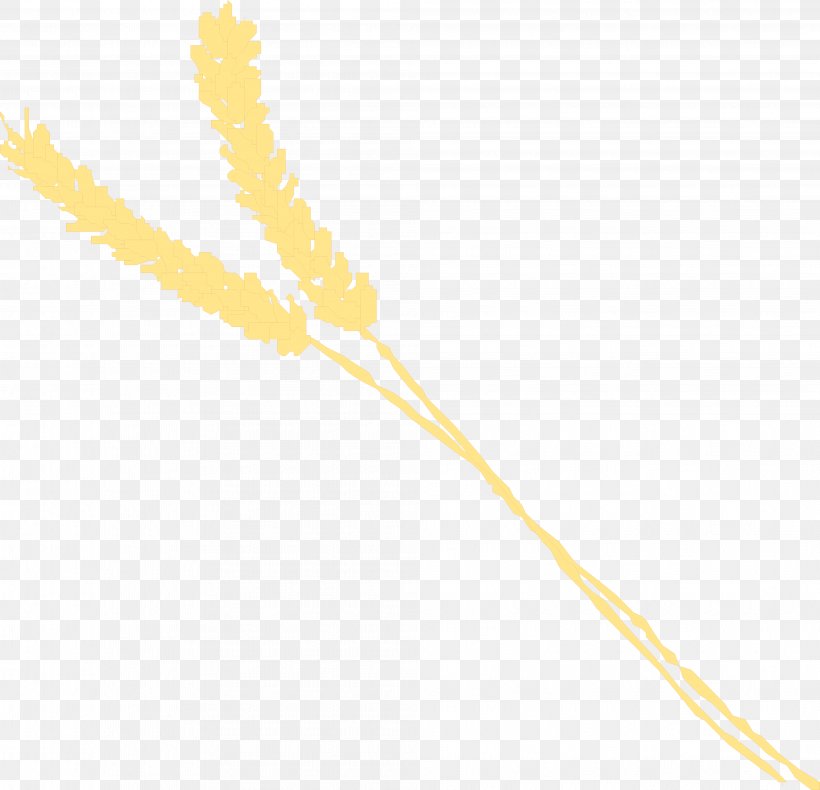 Grasses Yellow Commodity Plant Stem Family, PNG, 4023x3880px, Grasses, Commodity, Family, Flowering Plant, Grass Family Download Free