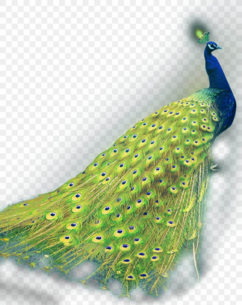 Green Peafowl Asiatic Peafowl, PNG, 1500x1893px, Peafowl, Advertising, Asiatic Peafowl, Beak, Bird Download Free