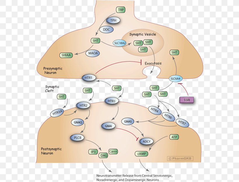 Selective Serotonin Reuptake Inhibitor Serotonin Transporter Escitalopram, PNG, 576x627px, Serotonin, Amitriptyline, Cyp2d6, Diagram, Escitalopram Download Free