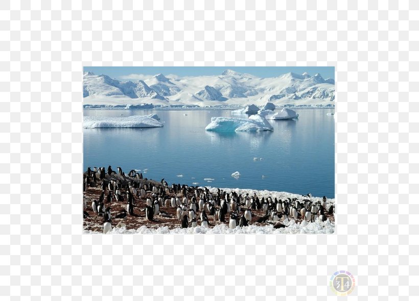 South Shetland Islands South Georgia Island Antarctic Peninsula South Sandwich Islands Falkland Islands, PNG, 590x590px, South Georgia Island, Antarctic, Antarctic Peninsula, Antarctica, Arctic Download Free