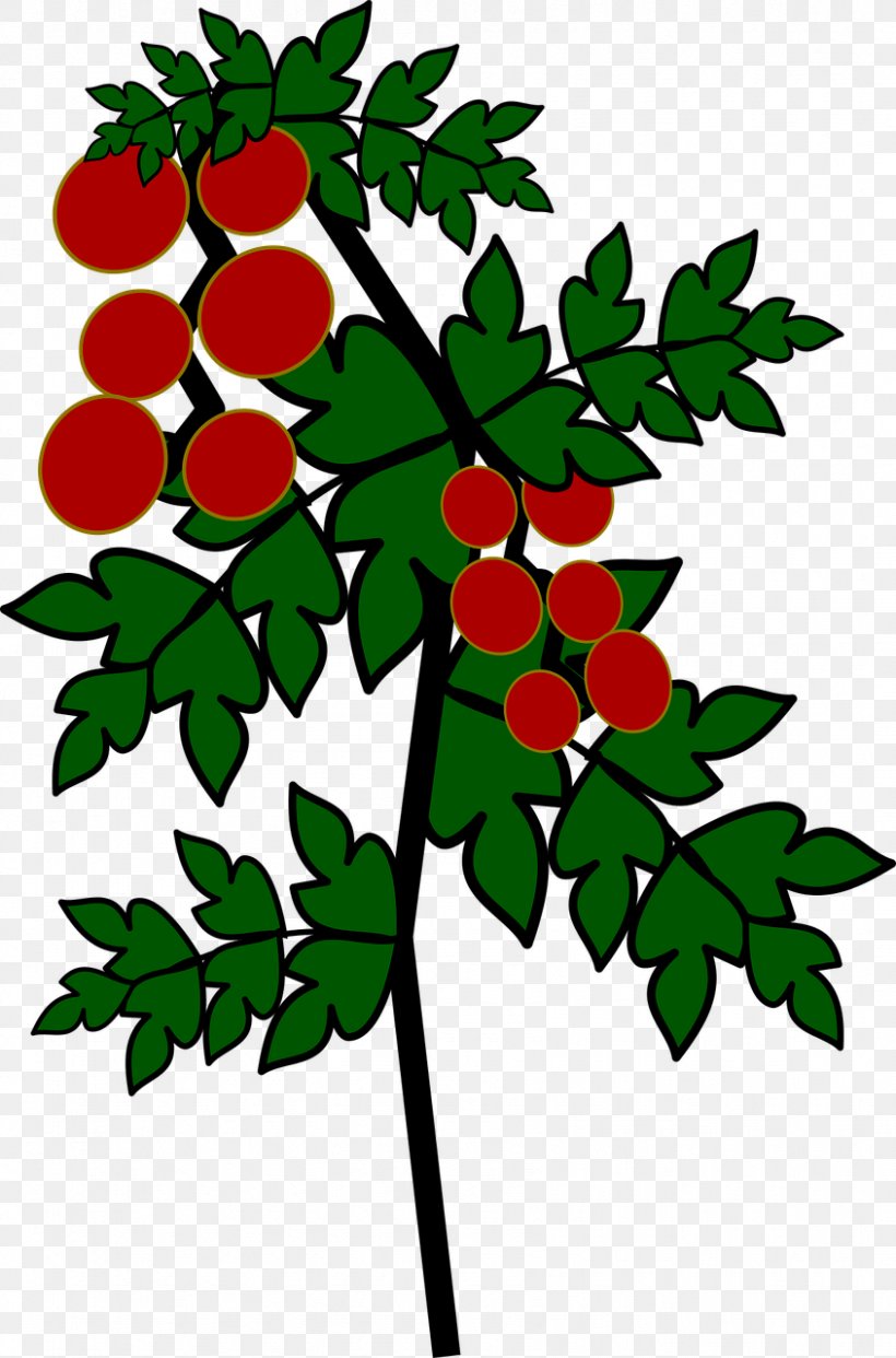 Tomato Plant Fruit, PNG, 845x1280px, Tomato, Artwork, Branch, Flora, Flower Download Free