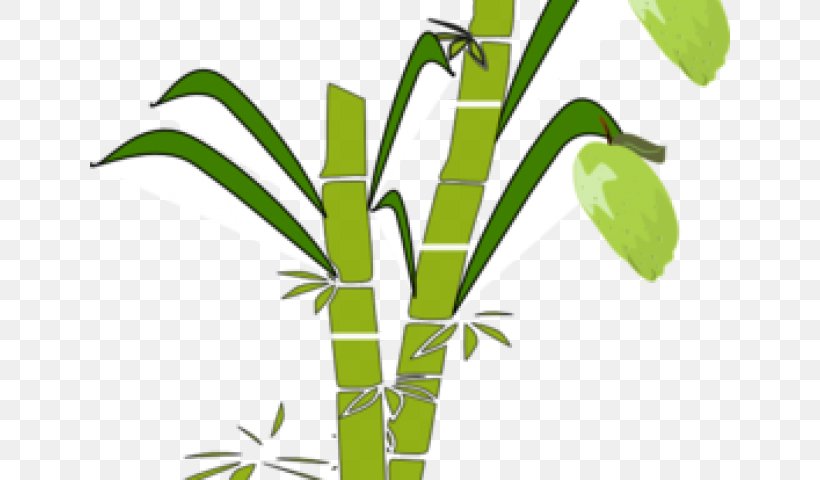 Clip Art Sugarcane Juice Illustration Saccharum Officinarum, PNG,  640x480px, Sugarcane, Grass, Grass Family, Grasses, Leaf Download