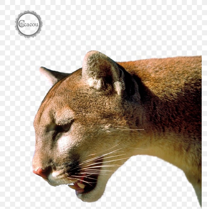 Cougar Jaguar Lion Puma Wildcat, PNG, 779x829px, Cougar, Animal, Animal Sauvage, Big Cat, Carnivoran Download Free
