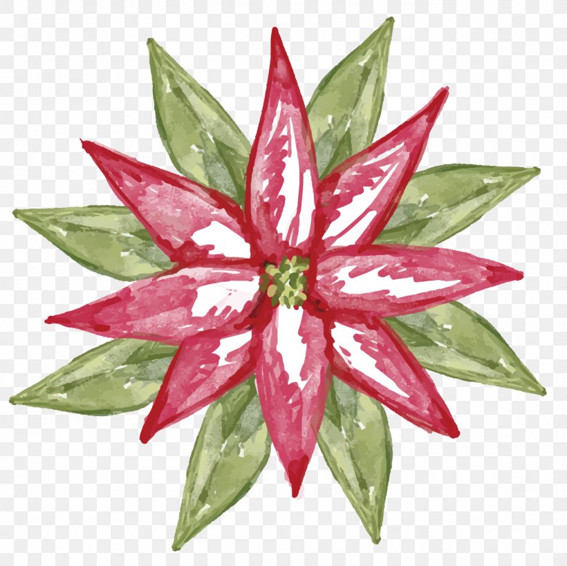 Ilex Cornuta Christmas Plant Poinsettia, PNG, 1375x1375px, Ilex Cornuta, Cdr, Christmas, Element, Flower Download Free