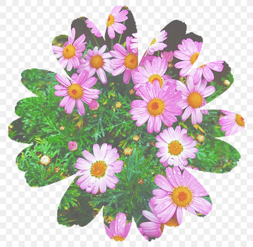 Marguerite Daisy Chrysanthemum Garden Cosmos Daisy Family Annual Plant, PNG, 800x800px, Marguerite Daisy, African Daisy, Annual Plant, Aster, Chamomile Download Free