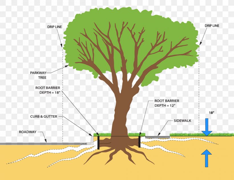 Tree Plant Stem Root System Pruning, PNG, 1000x773px, Tree, Ash, Branch, Cutting, Diagram Download Free