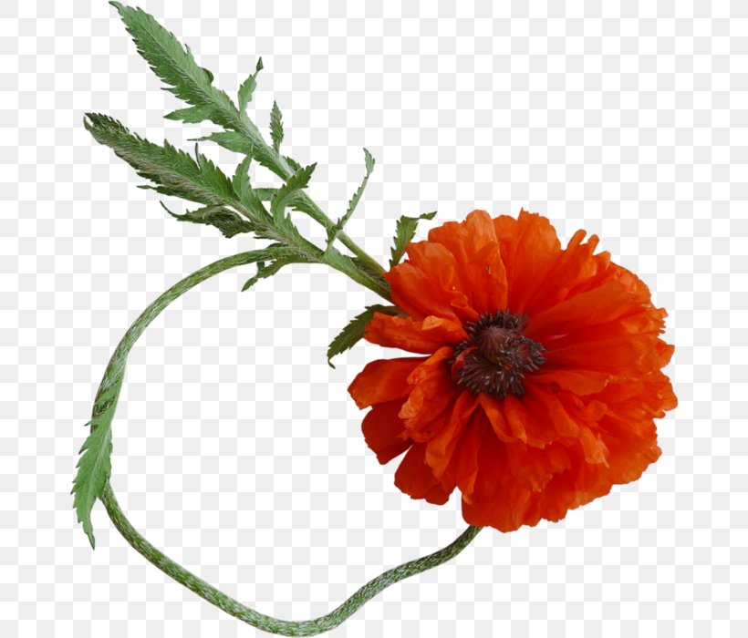Common Poppy Flower Clip Art, PNG, 668x700px, Poppy, Calendula, Common Poppy, Cut Flowers, Digital Image Download Free