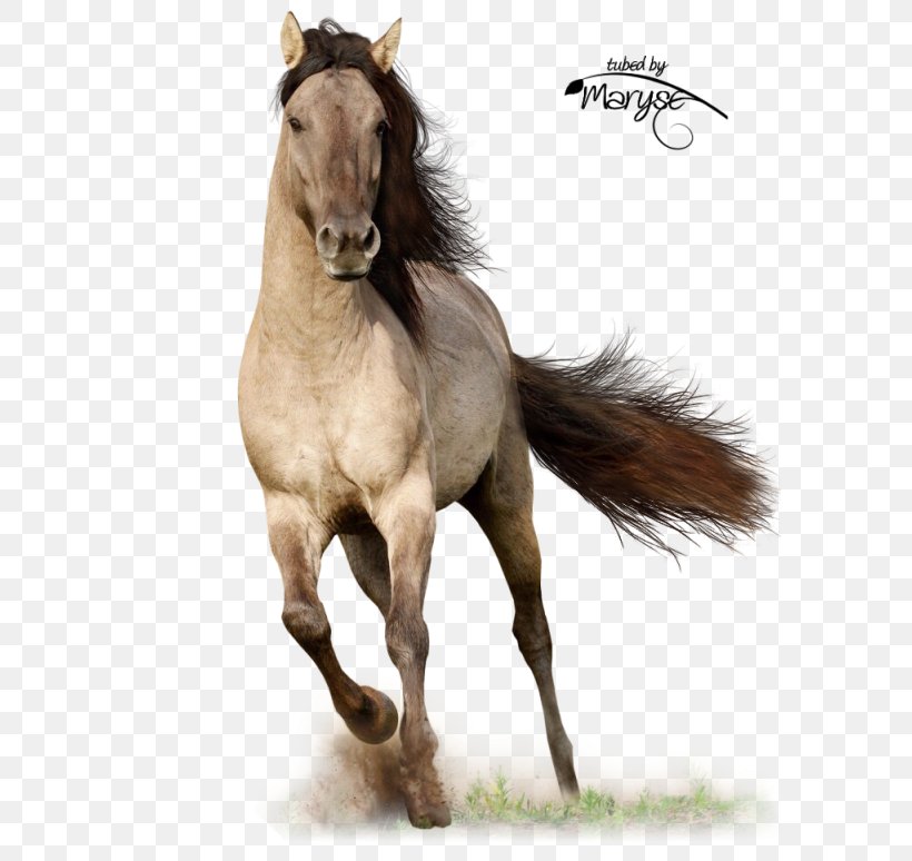 Arabian Horse Stallion Friesian Horse Clydesdale Horse Andalusian Horse, PNG, 616x774px, Arabian Horse, Andalusian Horse, Bay, Black, Breed Download Free