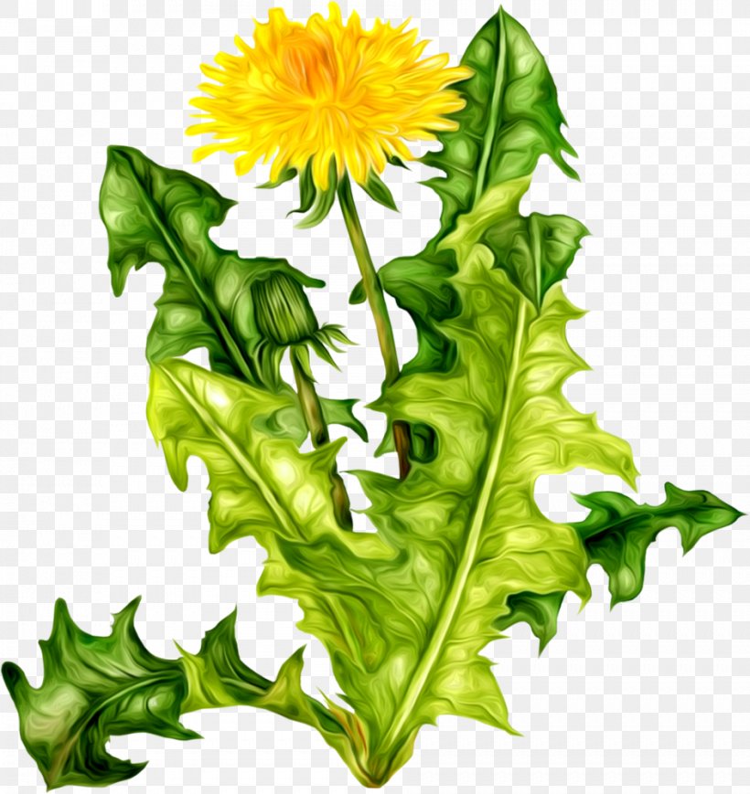 Image File Formats Clip Art, PNG, 943x1000px, Image File Formats, Daisy Family, Dandelion, Data, Flower Download Free