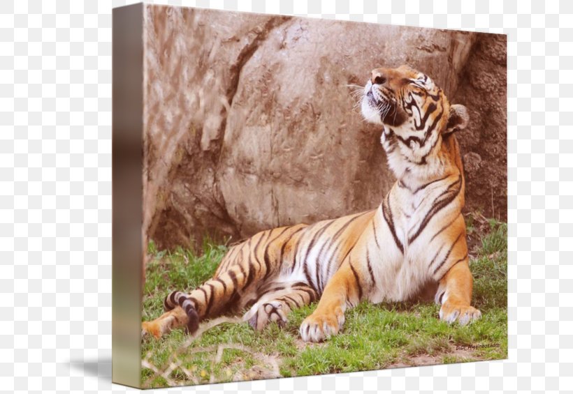 Malayan Tiger Cat Wildlife Terrestrial Animal, PNG, 650x565px, Tiger, Animal, Art, Big Cat, Big Cats Download Free