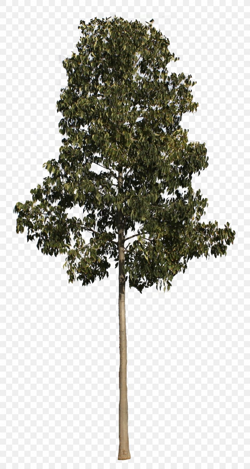 Populus Nigra Tree Plant, PNG, 1022x1920px, 3d Computer Graphics, Populus Nigra, Branch, Cottonwood, Lead Download Free