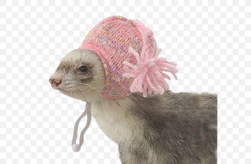 Ferret Marshall Farms Hat Clothing ZuPreem, PNG, 600x538px, Ferret, Bonnet, Carnivoran, Clothing, Clothing Accessories Download Free