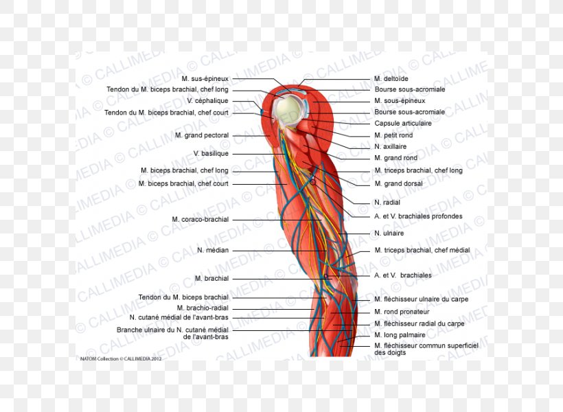 Muscle Nerve Arm Shoulder Elbow, PNG, 600x600px, Watercolor, Cartoon, Flower, Frame, Heart Download Free