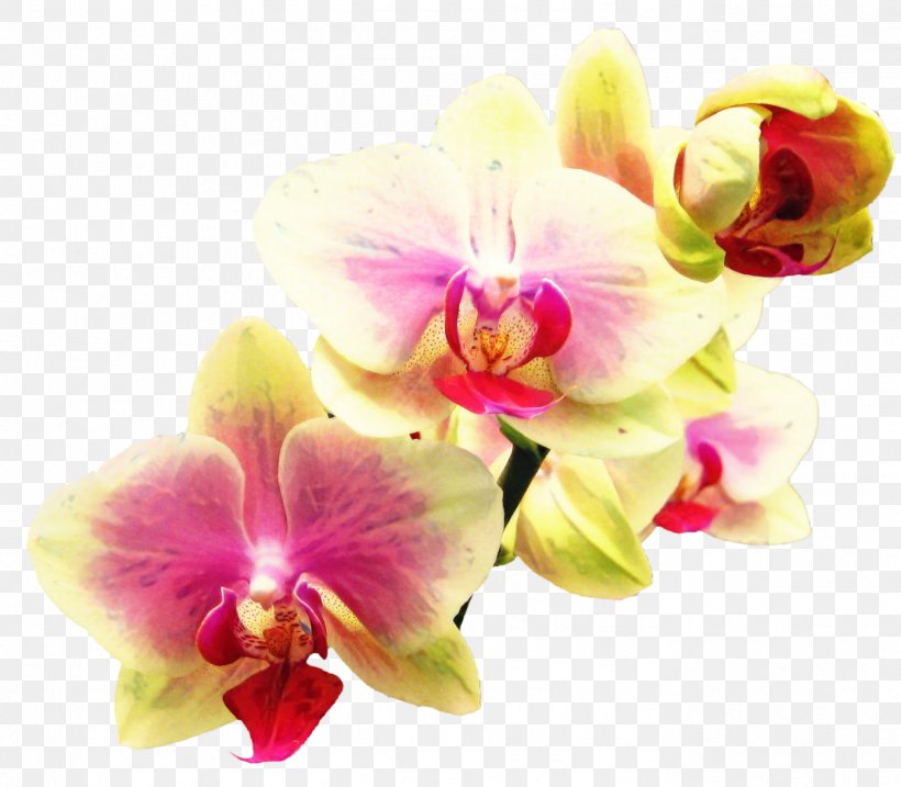 Bouquet Of Flowers Drawing, PNG, 1389x1216px, Orchids, Artificial Flower, Cattleya, Cut Flowers, Dendrobium Download Free