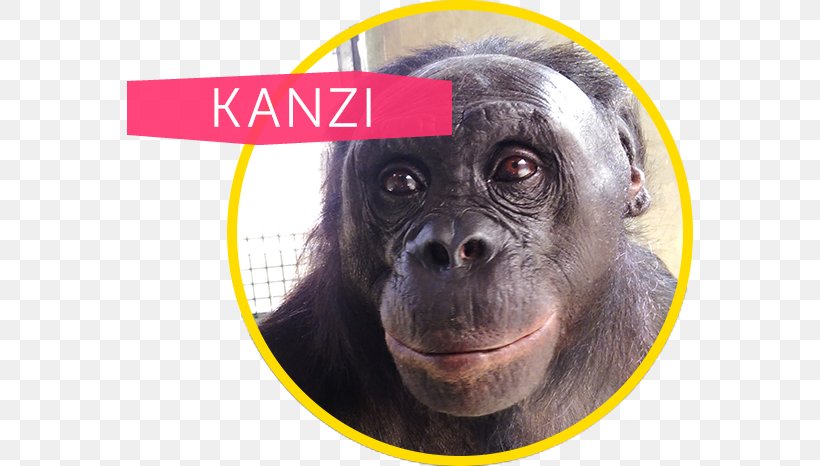 Common Chimpanzee Gorilla Ape Cognition And Conservation Initiative Kanzi Bonobo, PNG, 566x466px, Common Chimpanzee, Ape, Bonobo, Chimpanzee, Dog Breed Download Free
